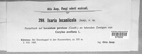 Hymenostilbe lecaniicola image